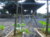 方広寺の瓢箪栽培