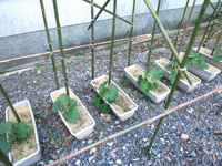 方広寺の瓢箪栽培