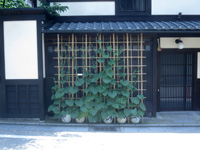 京町家の宿　幸遊庵の瓢箪栽培