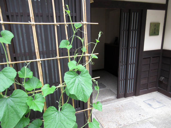 京町家の宿 瓢箪の栽培