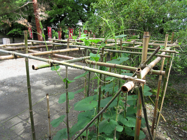 豊国神社の瓢箪の栽培記録