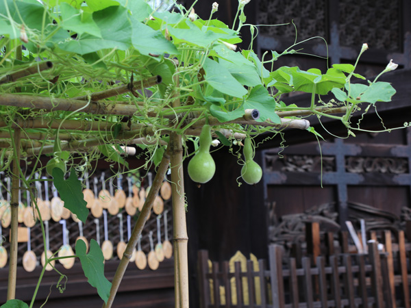 豊国神社の瓢箪栽培