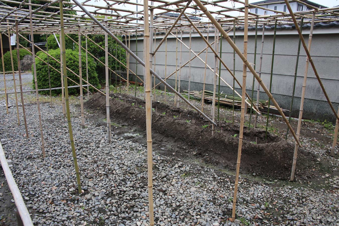 方広寺　瓢箪の栽培作業