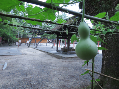 豊国神社での瓢箪栽培