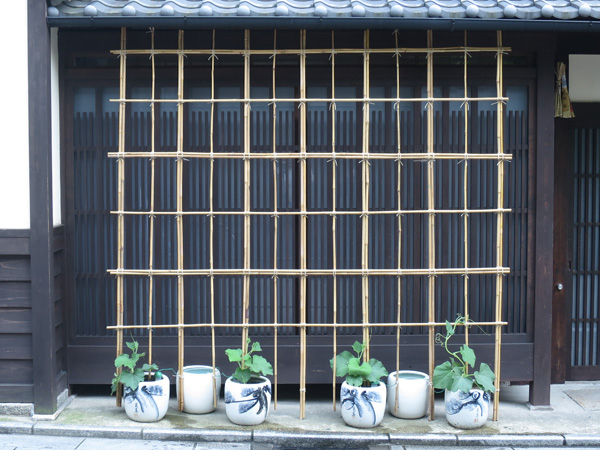 祇園の宿前での瓢箪栽培　竹組み完成