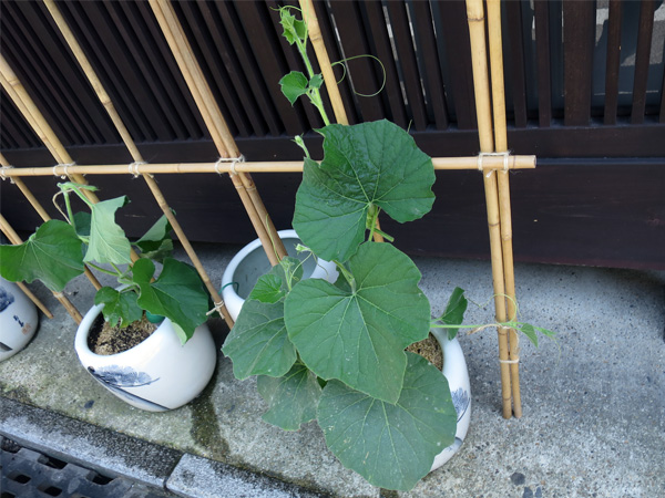祇園の宿前での瓢箪栽培　蔓が太くて立派です