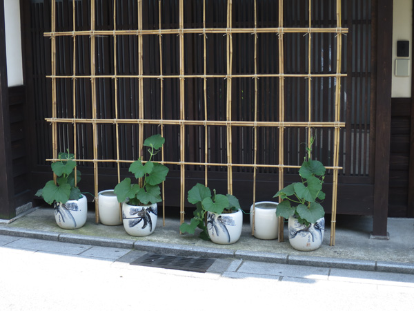祇園の宿前での瓢箪栽培　元気に育っています