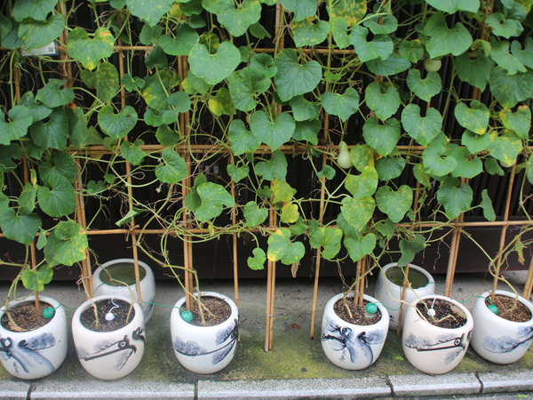 祇園の宿前での瓢箪栽培　実が硬くなりました