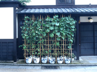 京町家の宿　幸遊庵の瓢箪栽培