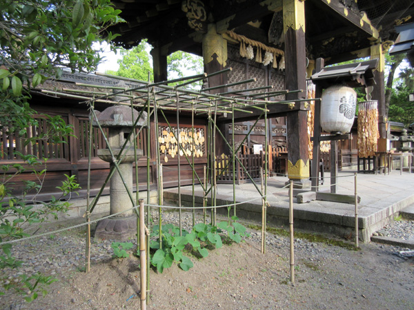 豊国神社の瓢箪の栽培記録