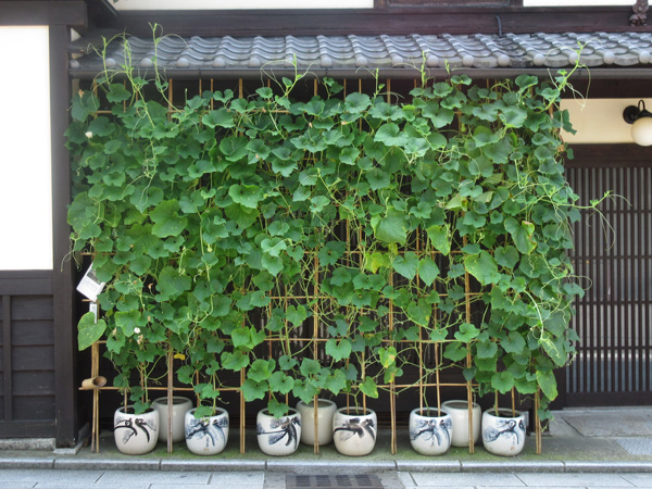 京町家の宿 瓢箪の栽培