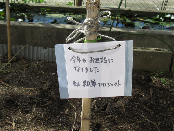 山王小学校の瓢箪栽培