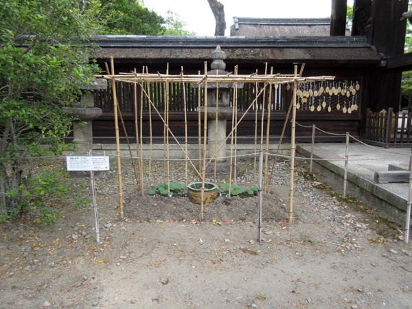 豊国神社の瓢箪の新芽
