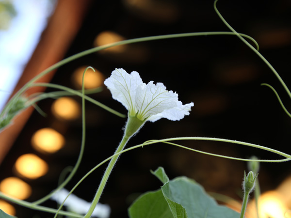 豊国神社の瓢箪の花