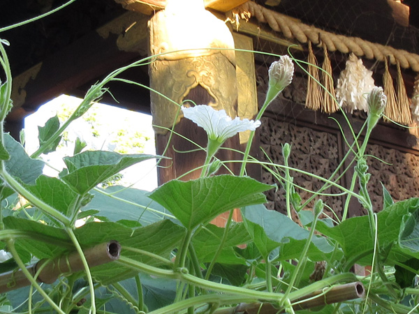 豊国神社の瓢箪の花