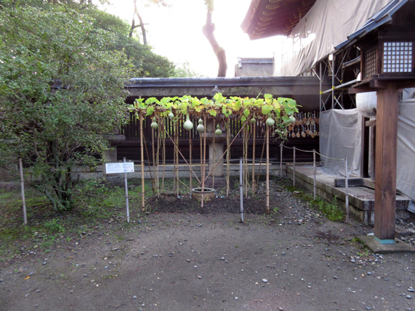 豊国神社の瓢箪の成長