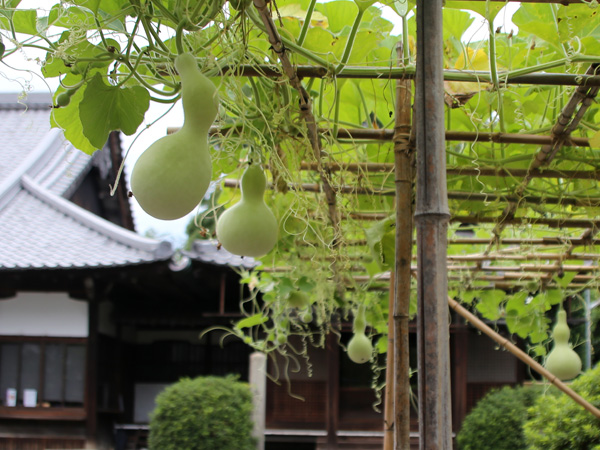 方広寺　瓢箪の栽培作業