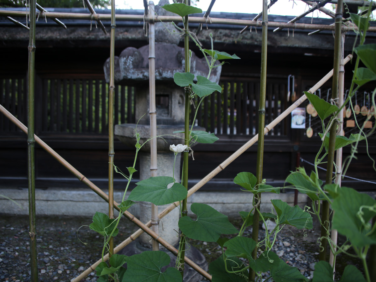 豊国神社　瓢箪の栽培作業