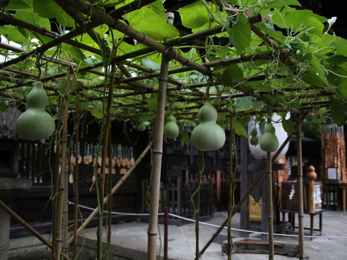 豊国神社の瓢箪栽培