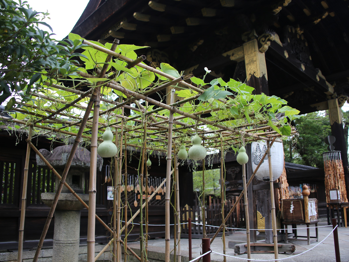 豊国神社　瓢箪の栽培作業