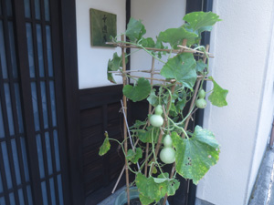 京町家の前で瓢箪の鉢植